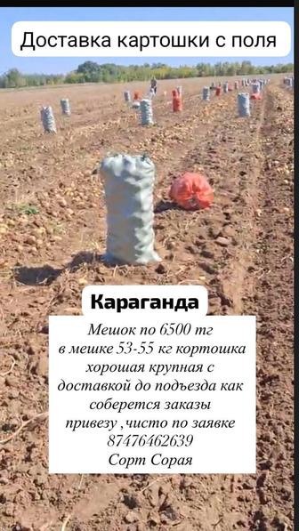 Картошка