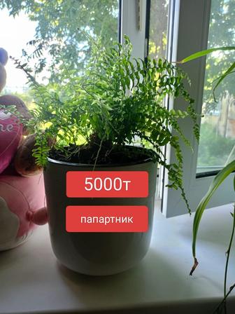 Цветы зифератунс