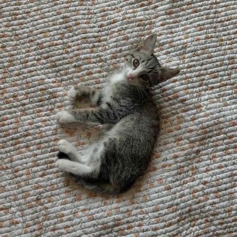 Котик ищет дом