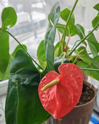 Цветок домашний Антуриум Андре