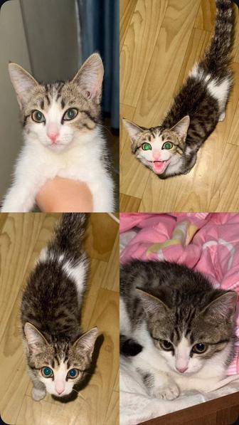 Котенок в добрые руки