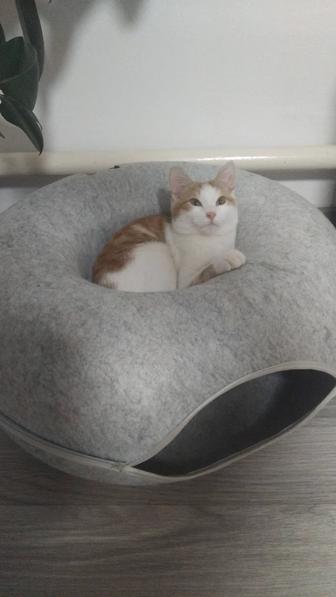 Котенок мальчик