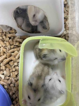 Продам хомячков джунгариков