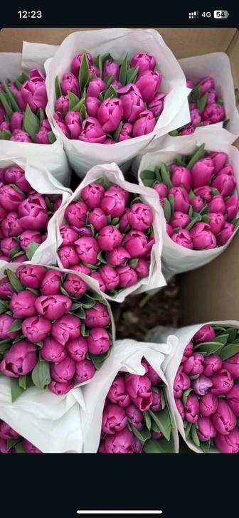 Тюльпаны оптом и в розницу
