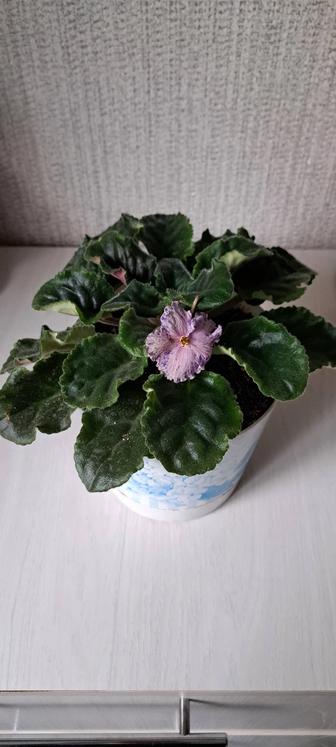 Продам фиалку