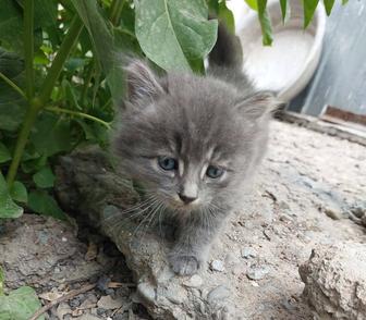 Котята