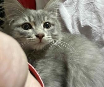 срочно отдам даром котенка