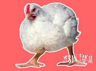 Качественные инкубационные яйца бройлерных кур Арбор Айкресс, оплодотворенн