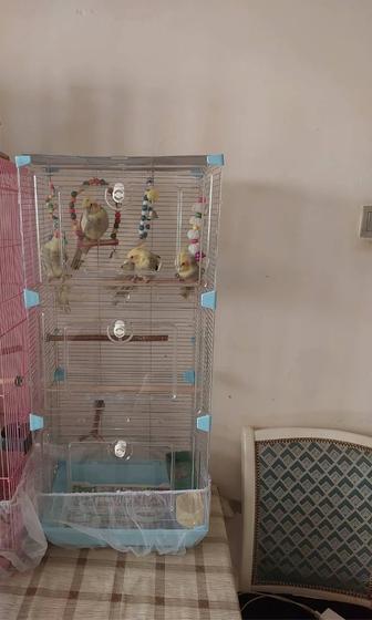 Клетка высота 90 попугаем