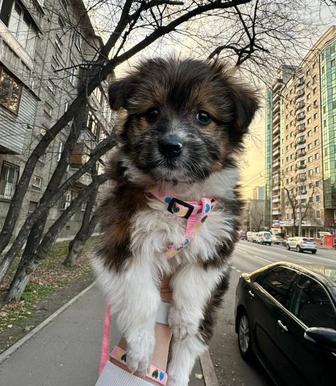 Маленький охранник