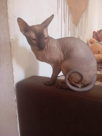 Продам котика донской сфинкс