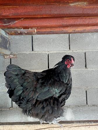 Черная курица