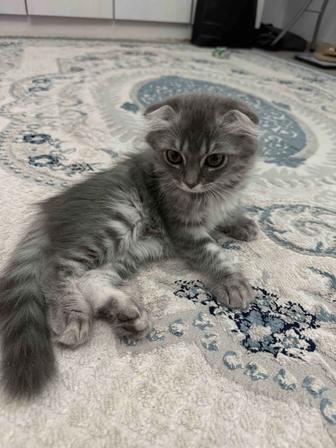 Продам шотландскую вислоухую(длинношерстная)
