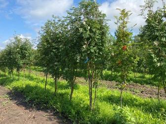 Рябина разных сортов