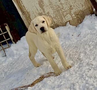 Щенки лабрадора ретривера