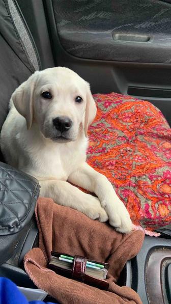 Щенки лабрадора ретривера