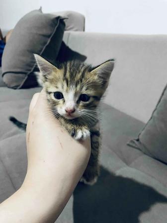 Отдаю котят в хорошие руки