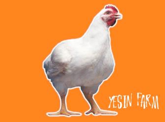 Бройлерные яйца инкубационные РОСС 308 проверенное качество