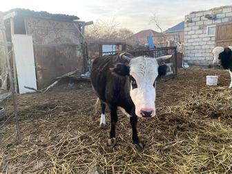 Сиыр, корова