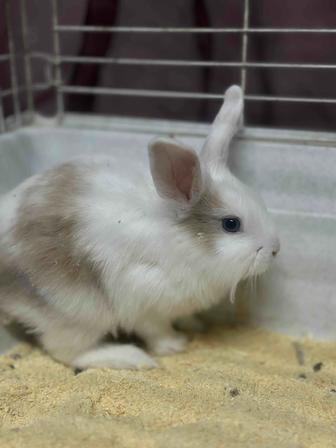 Декоративный кролик мальчик