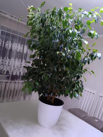 Бенджамин фикус