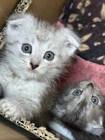 Котята Британские вислоухие