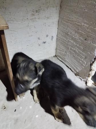 Продам щенков