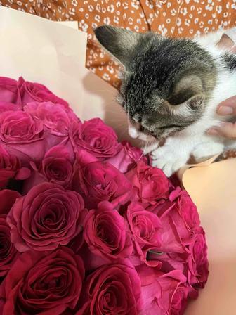 Кошка 4 месяца очень ласковая