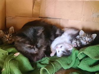 Котята отдам