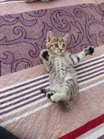Котенок мальчик 2 мес