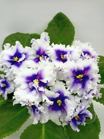 Сортовая фиалка (сенполия) Dn-Рiздво