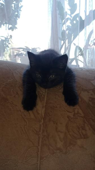 Котенок