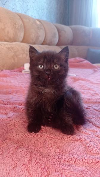 Котенок