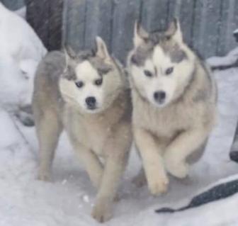 Подростки хаски