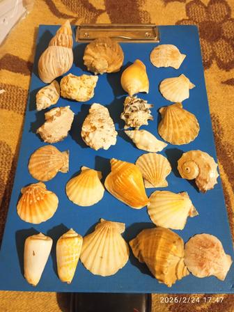 Ракушки для аквариума