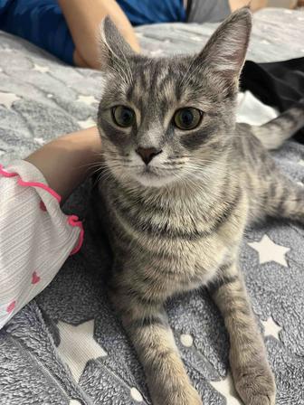 Продам породистого котенка
