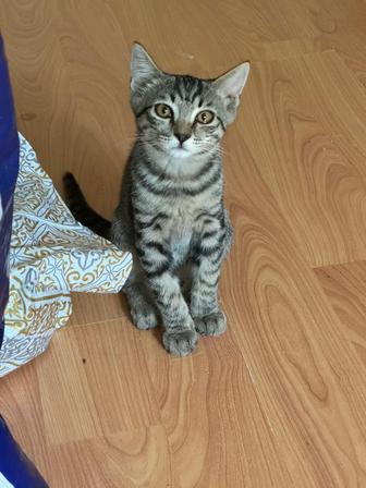 Отдадим котенка