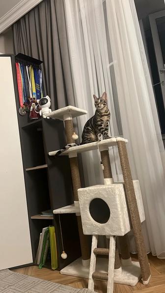 Вязка бенгальский кот
