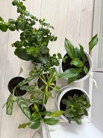 Продаю комнатные растения