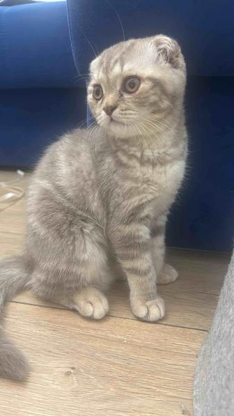 Продается Котенок