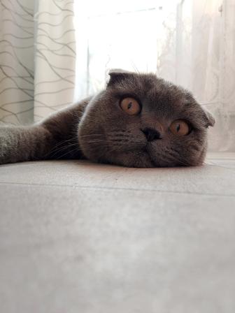 Отдам котенка шотландский вислоухий, мальчик, 7-8 месяцев