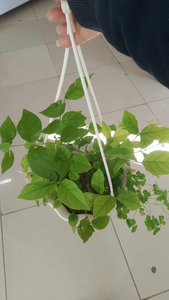 Комнатные цветы
