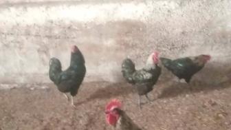 продам петухов доминант юрловские