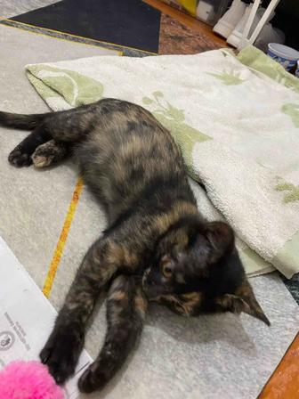 Отдам котенка в добрые руки