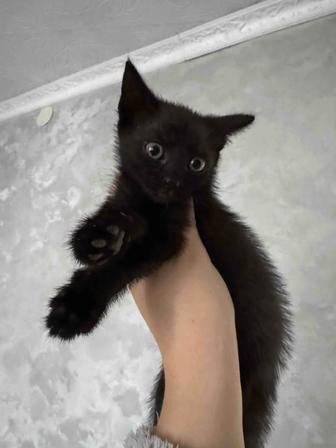Отдам котят в хорошие руки
