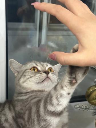 Отдам кота в добрые руки(шотландский)