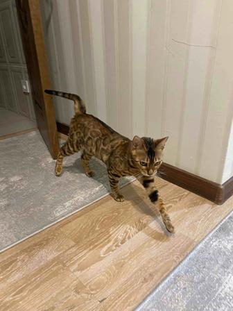 Бенгальская кошка