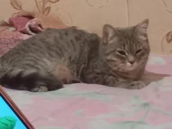 Отдам кошку бесплатно