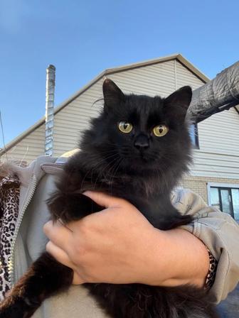 отдам котика в добрые руки