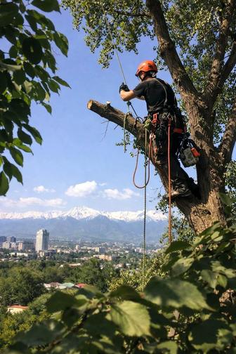 Спил деревьев Алматы
